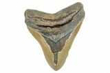 Fossil Megalodon Tooth - North Carolina #255391-1